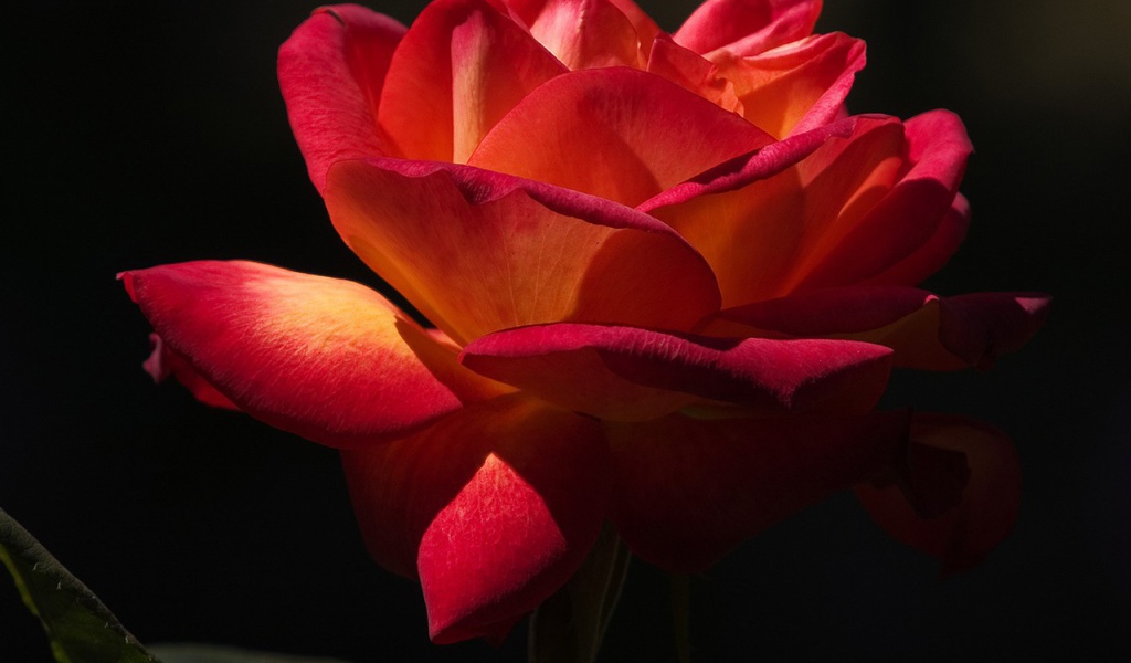 Красная роза на черном фоне