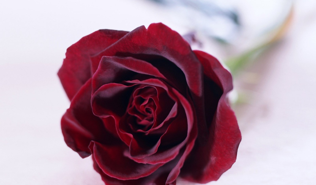 Красная роза на белом фоне