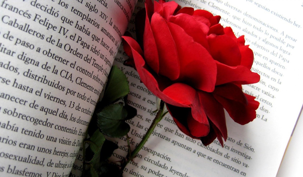 Красная роза на страницах книги