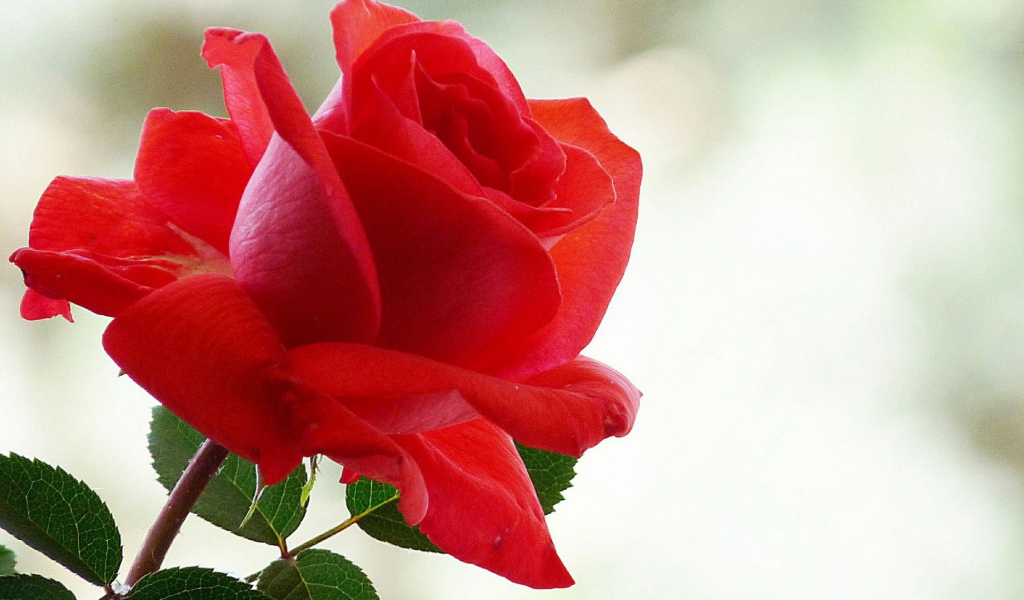 Лепестки красной розы