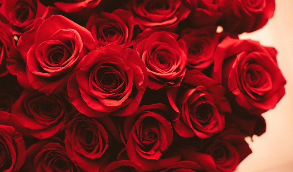 Красные розы на розовом фоне