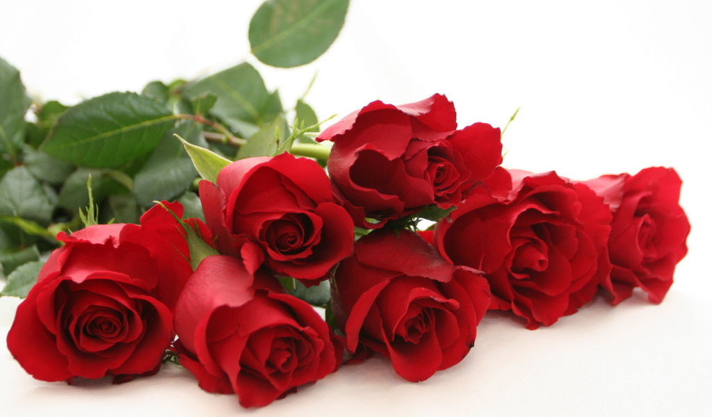 Красные розы на белом столе на белом фоне