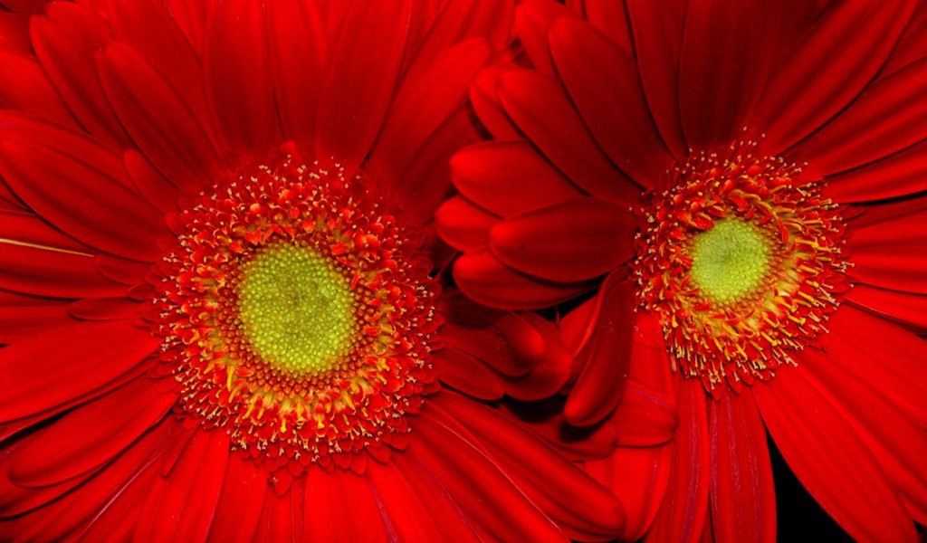 Красные подсолнухи