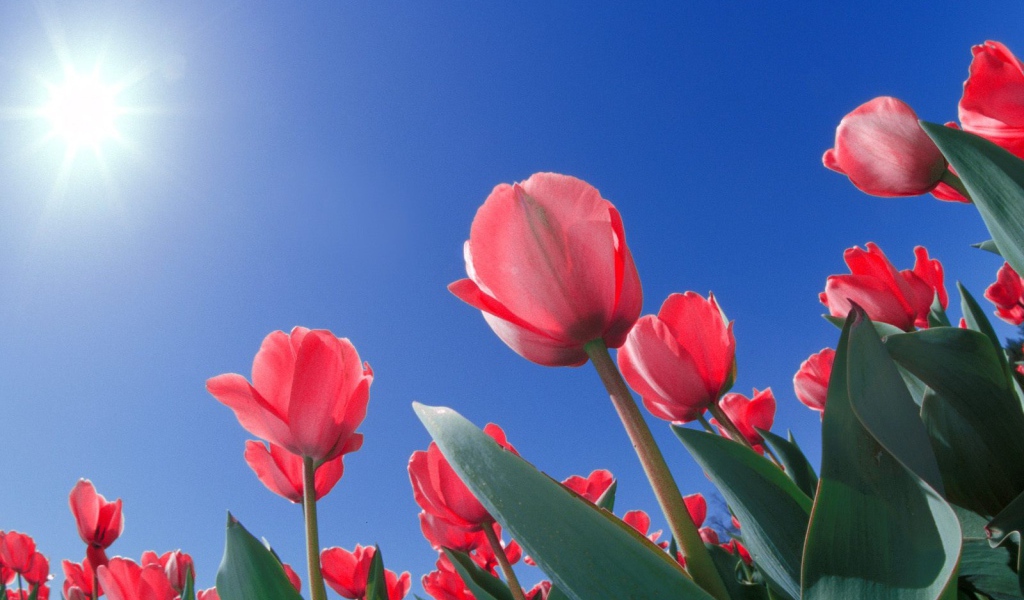 Красные тюльпаны из Огайо