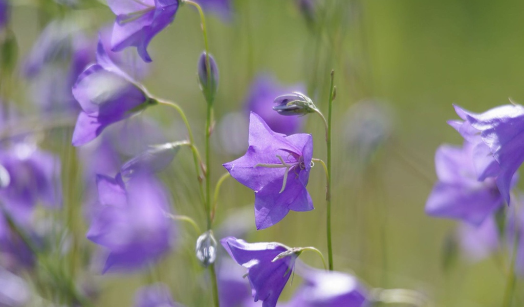Отражение цветов колокольчиков