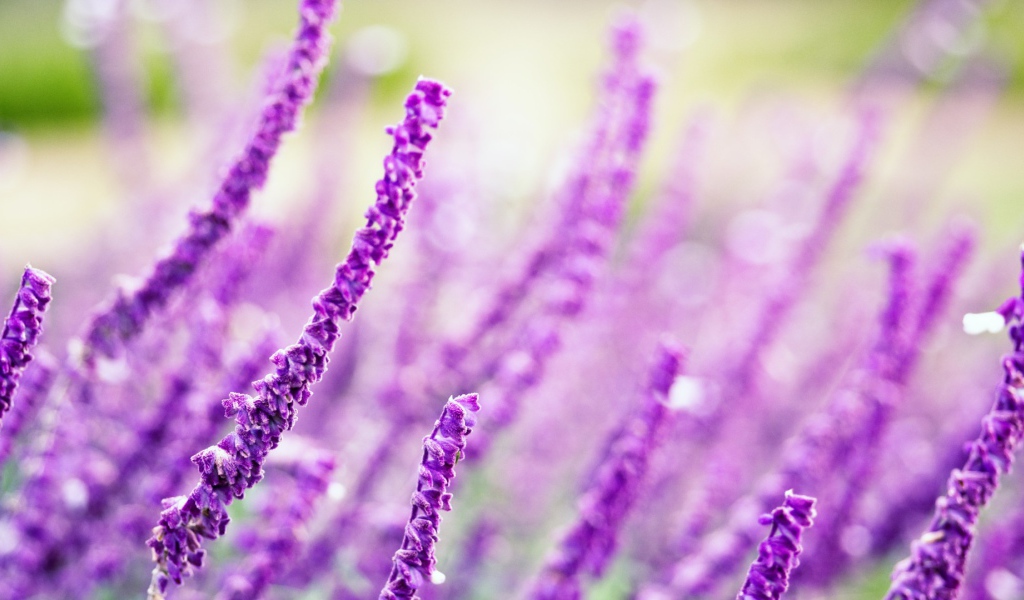 Житель полей