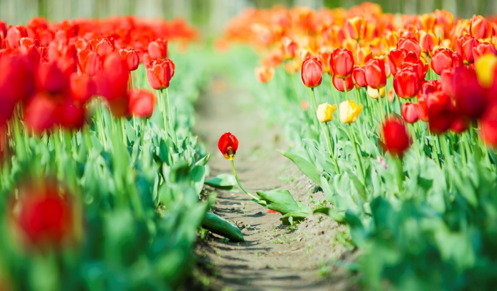 Дорога среди мака