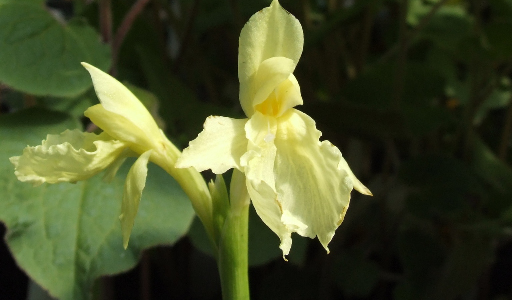 Красивый цветок роскоя в парке