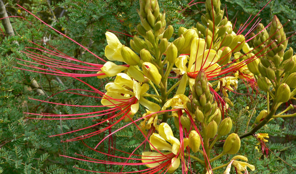 Красивая роскоя в саду