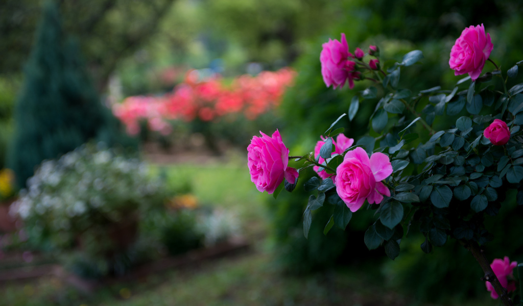 Розовый куст