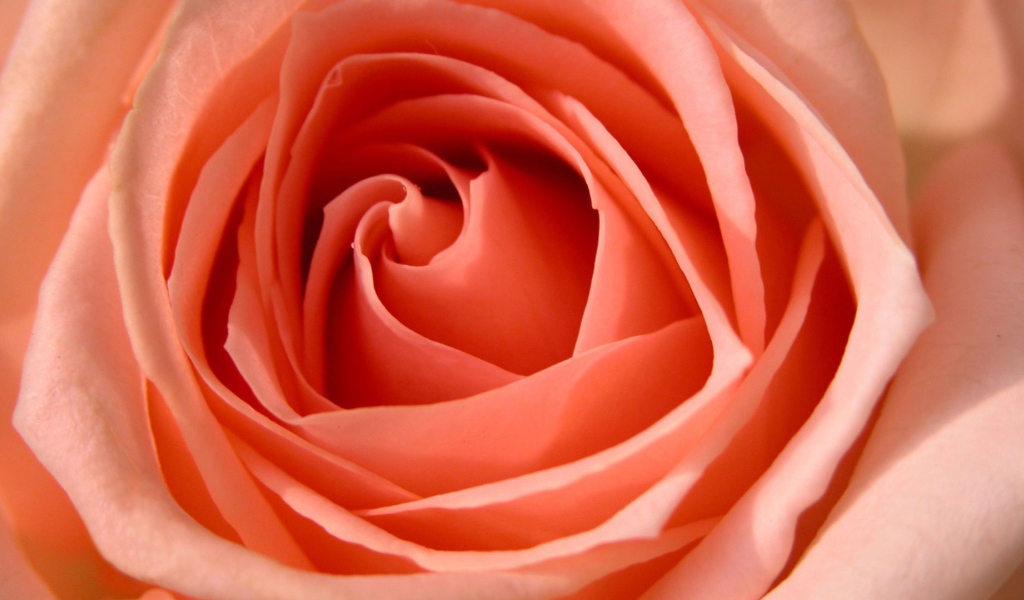 Большая роза