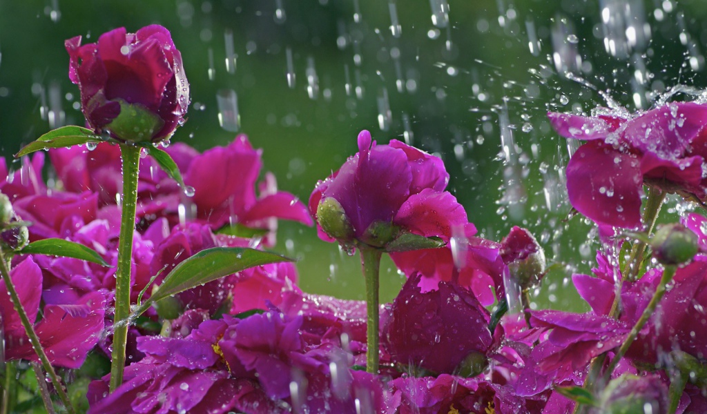 Розы под дождем