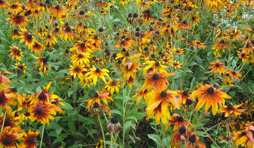 Выращивание цветов рудбекия в саду