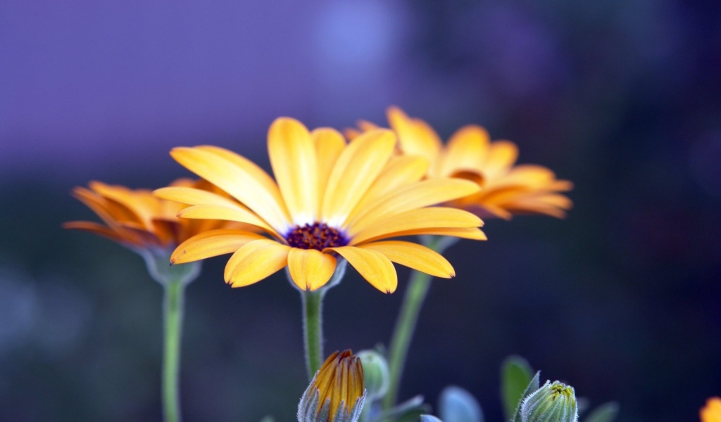 Цветы рудбеки