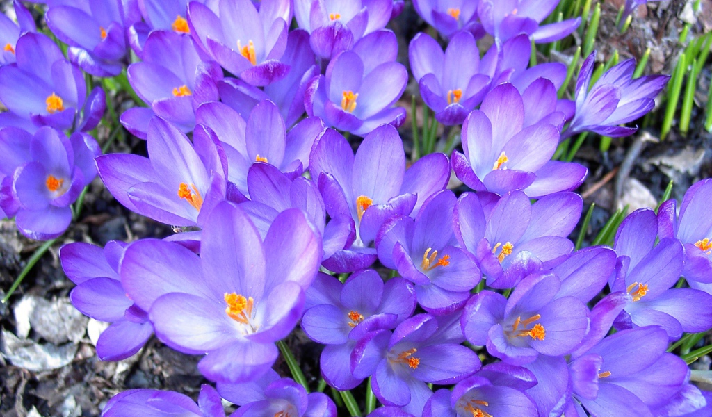 Цветы шафран в лесу