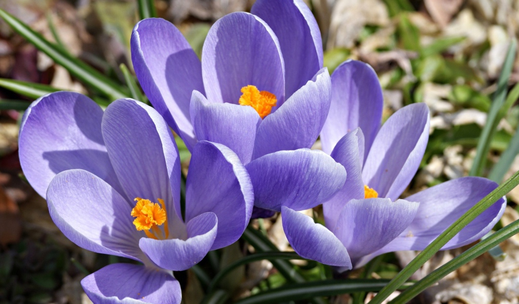 Цветы шафран в саду