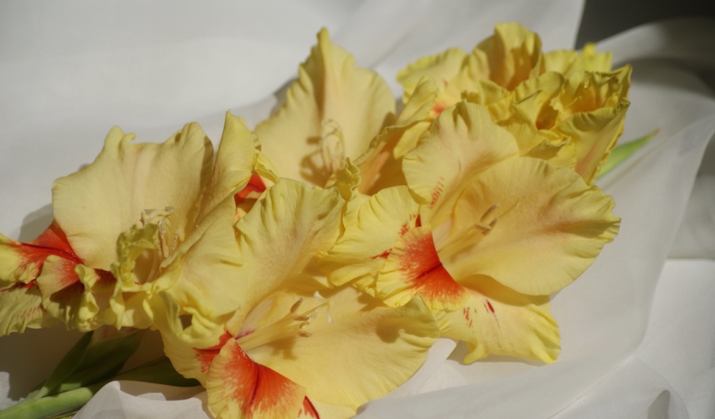 Несколько желтых гладиолусов