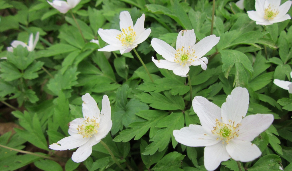 Красивое растение резуха на поляне