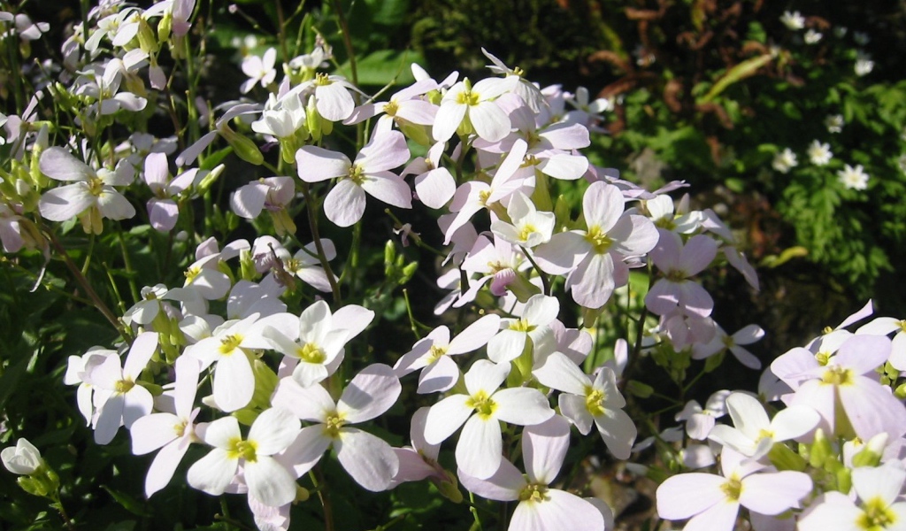 Красивое растение резуха на солнце