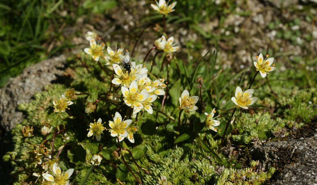 Цветы резуха в лесу