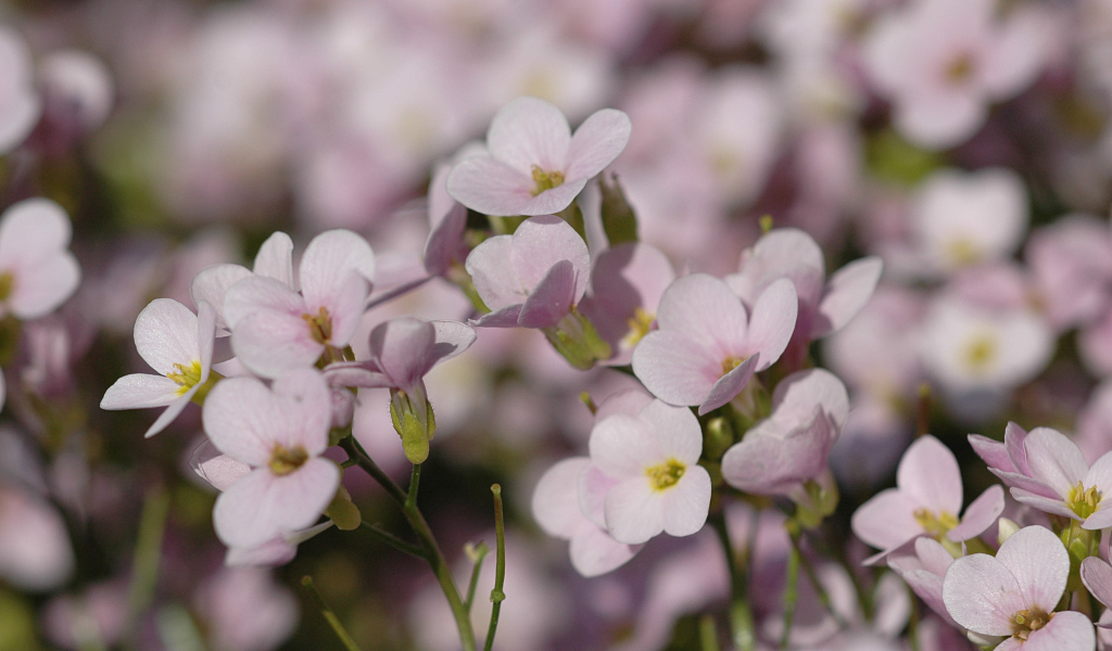 Цветы резуха на поляне