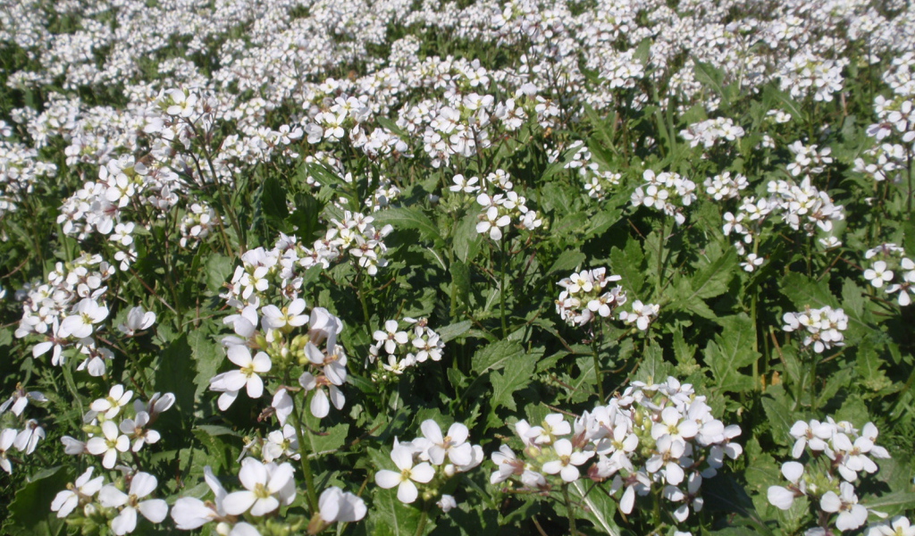 Резуха на поляне