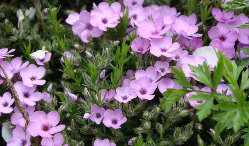 Растение резуха в саду