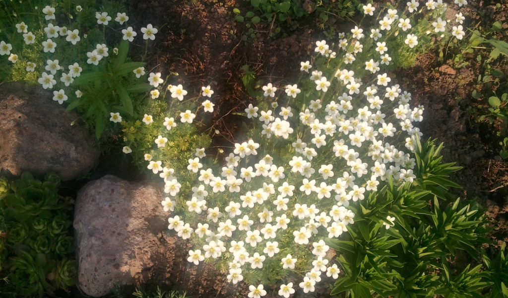 Растение резуха на поляне