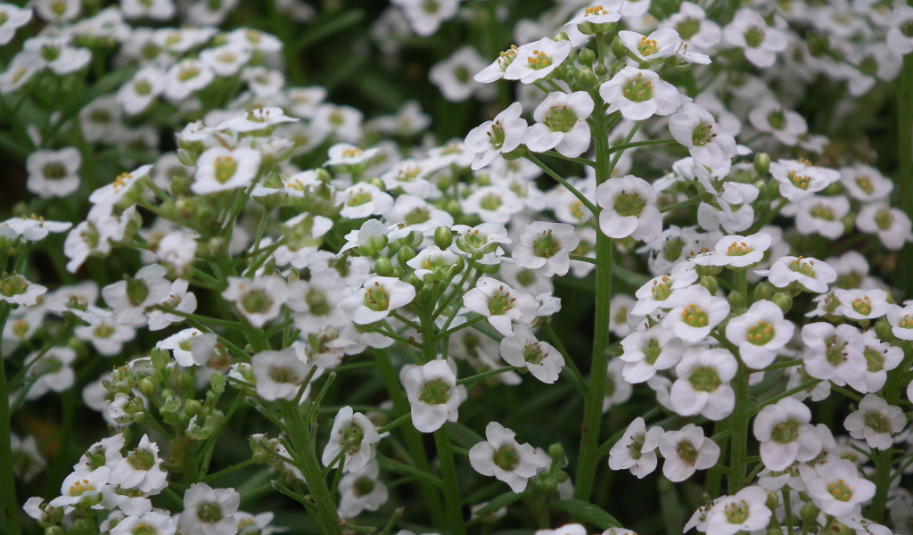 Растение резуха на опушке