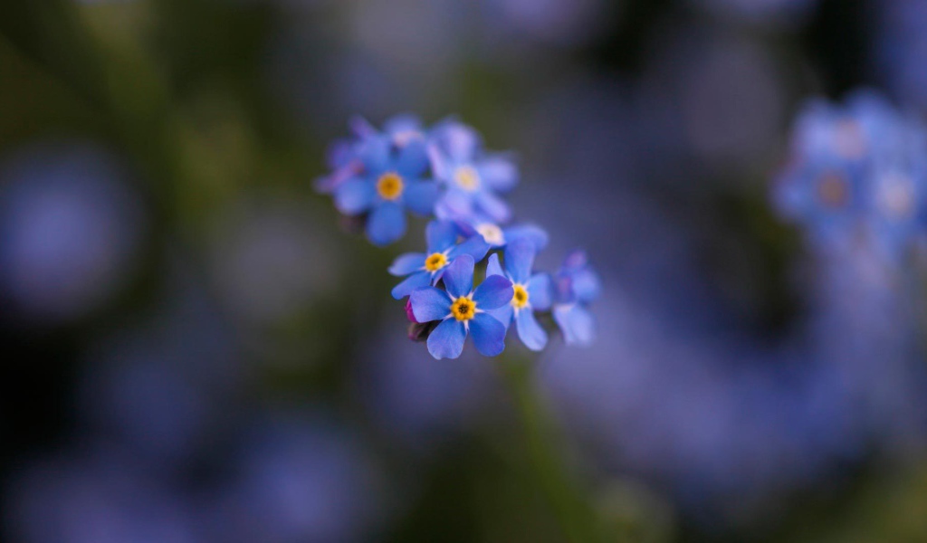 Маленькие красивые  цветы незабудки