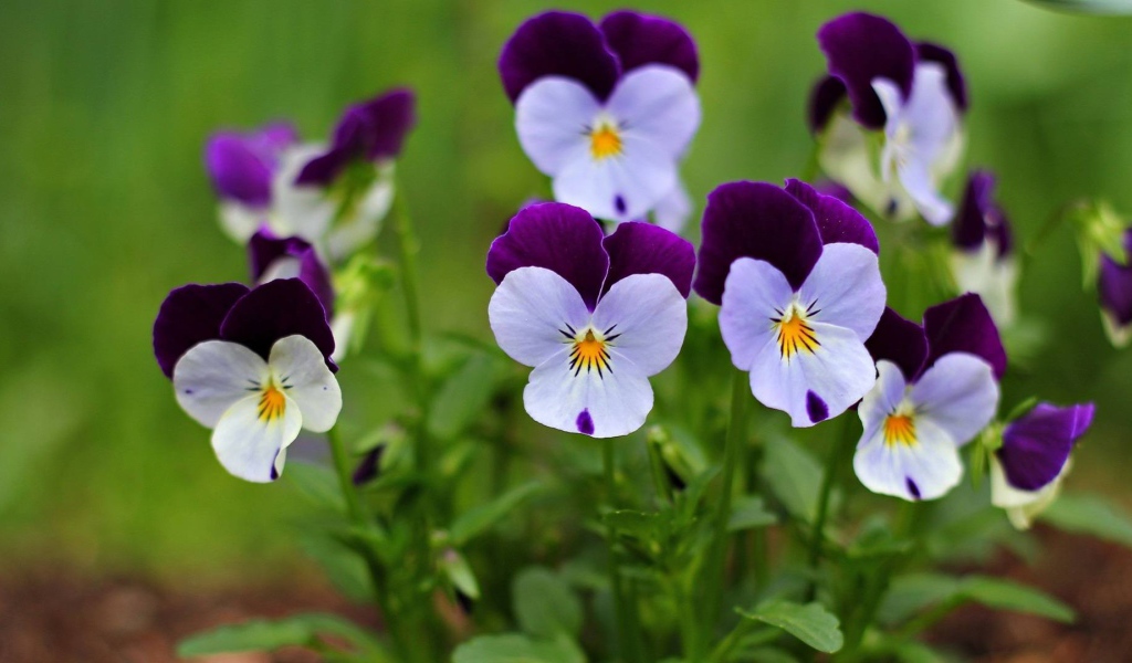 Маленькие красивые  цветы анютины глазки