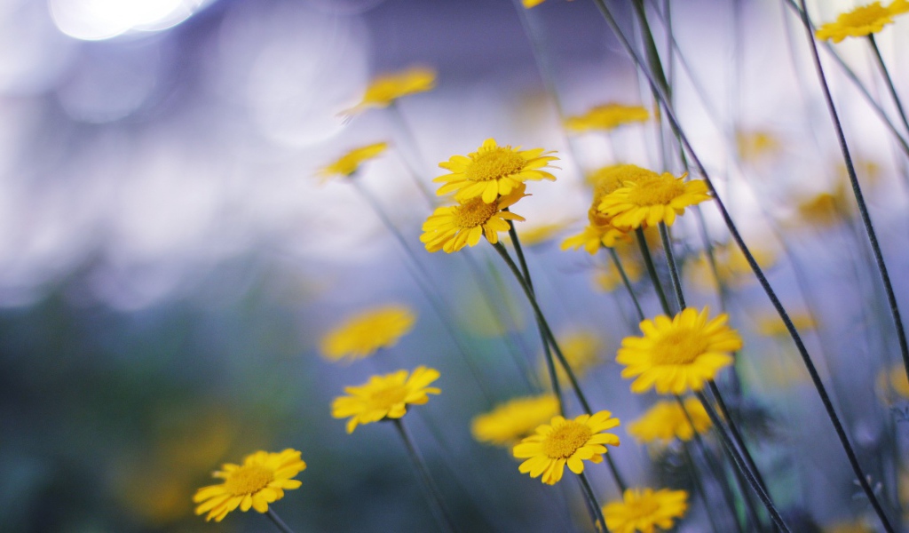 Mаленькие головки цветов