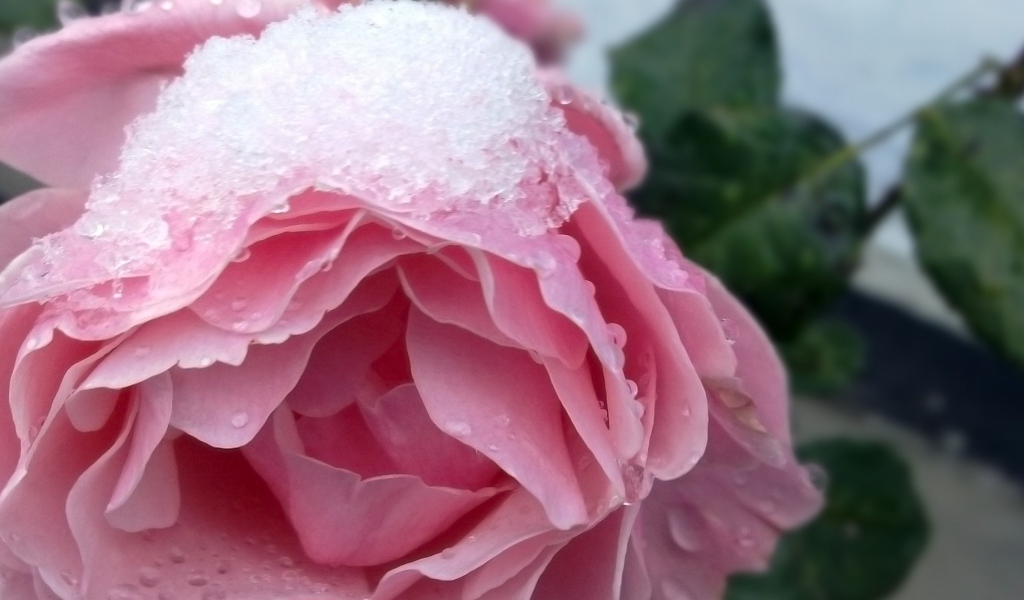 Снег на розе