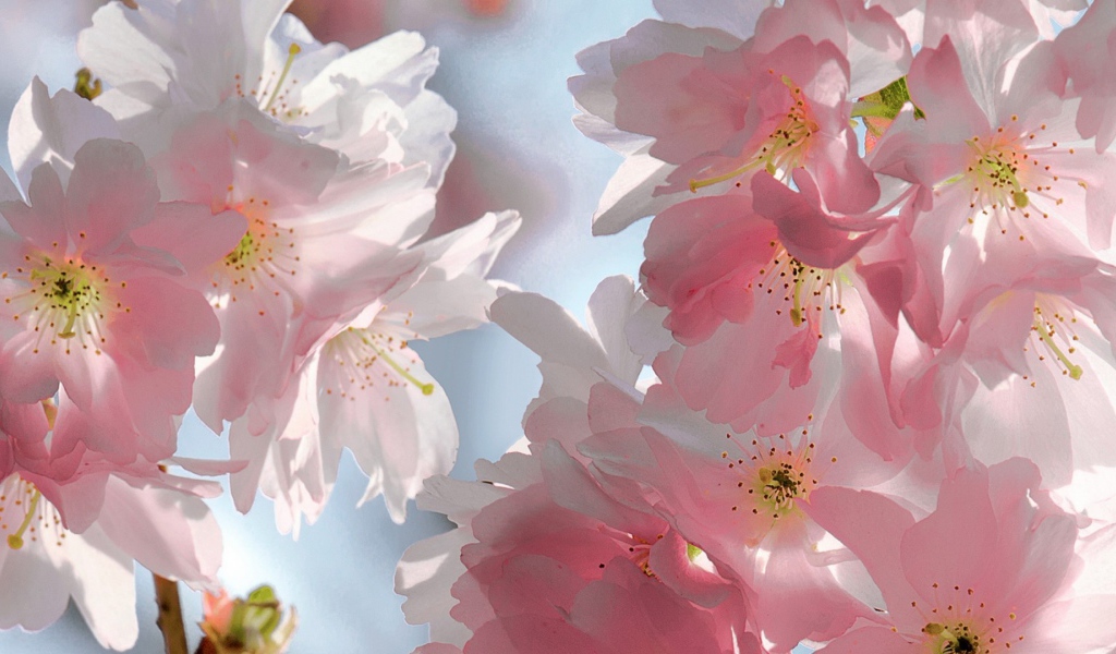 Розовый мягкий букет