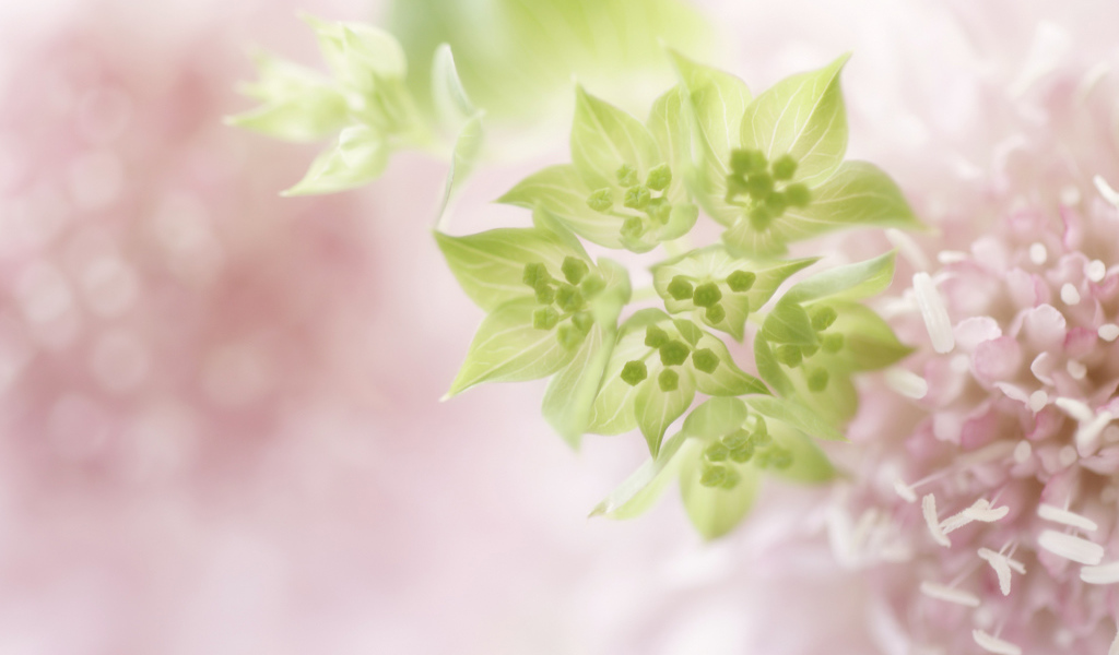 Нежно розовые цветы