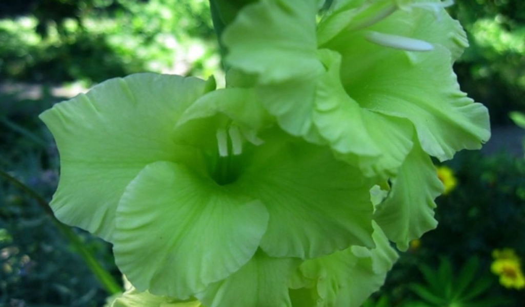 Сорт зеленых гладиолусов