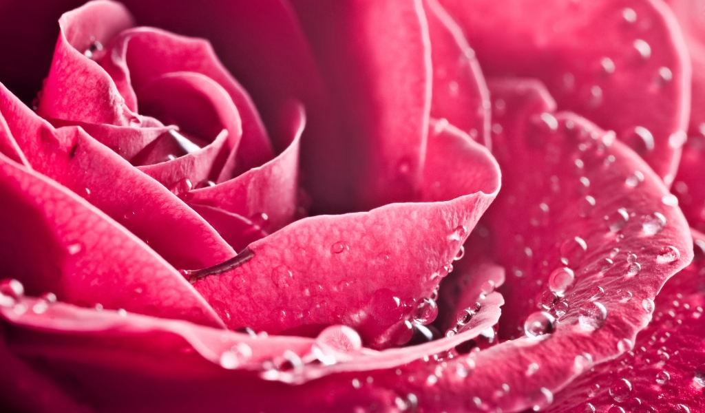 Особая роза