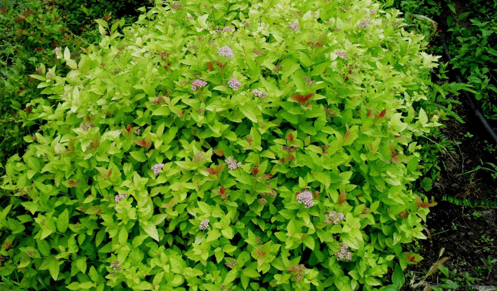 Красивое растение спирея на клумбе в саду