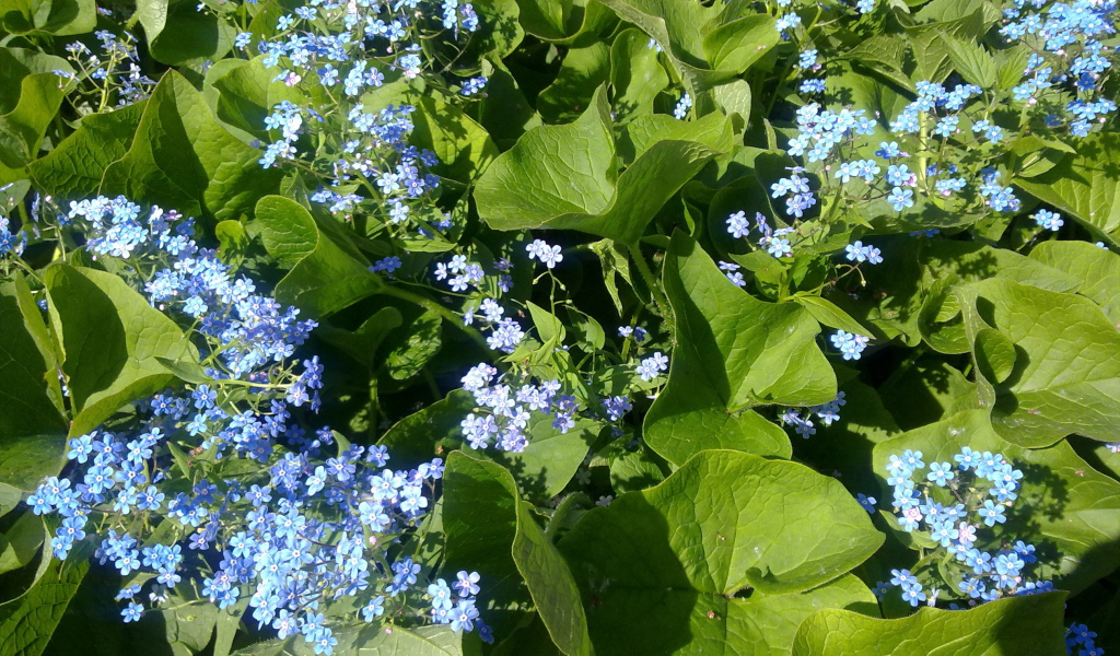 Весенние красивые  цветы незабудки