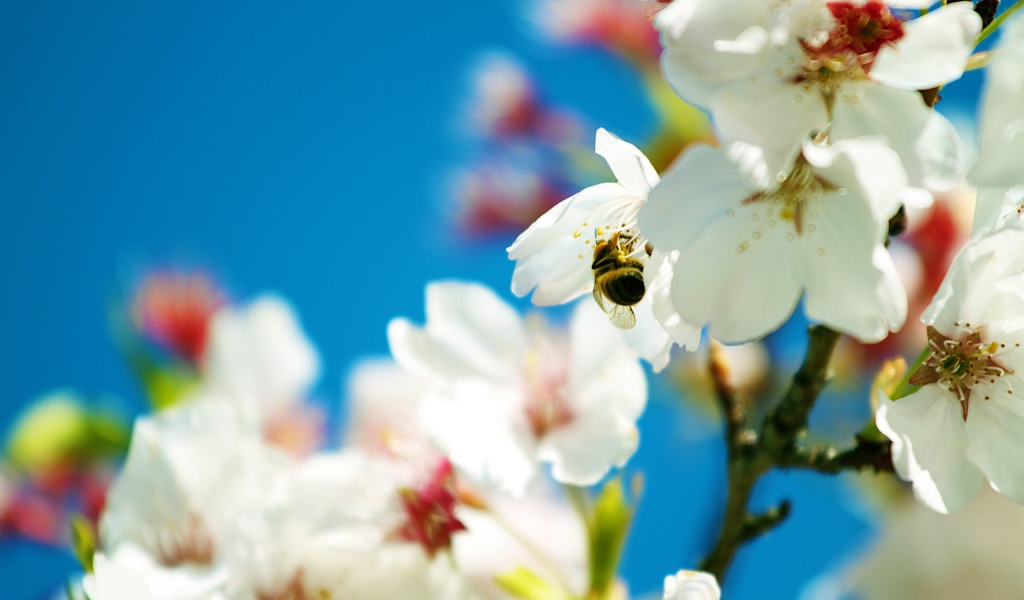 Весенняя пчела 