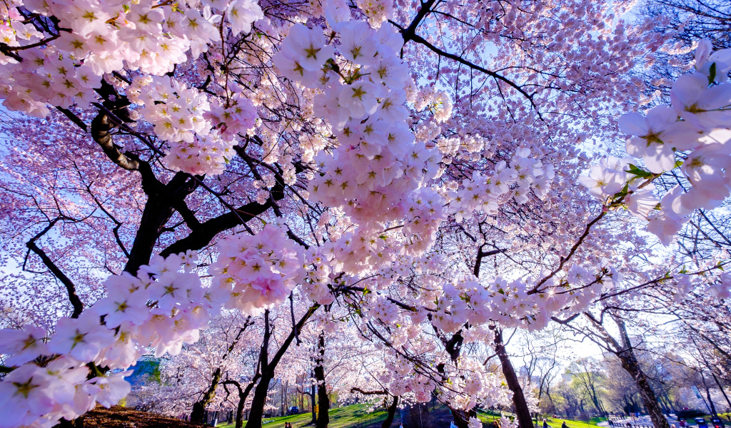 Весенние вишневые цветы