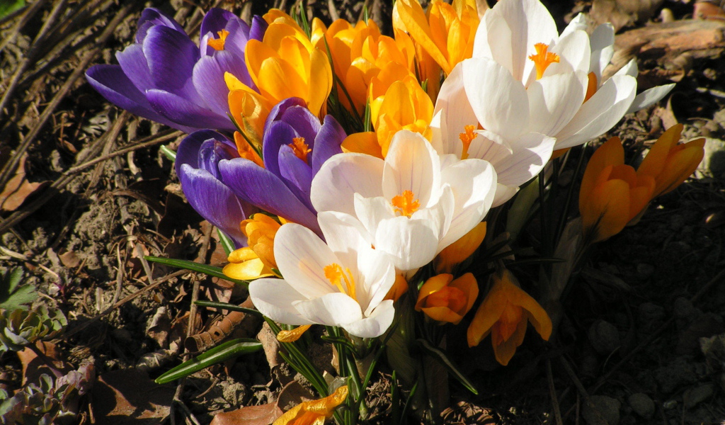 Весенний шафран (крокус)