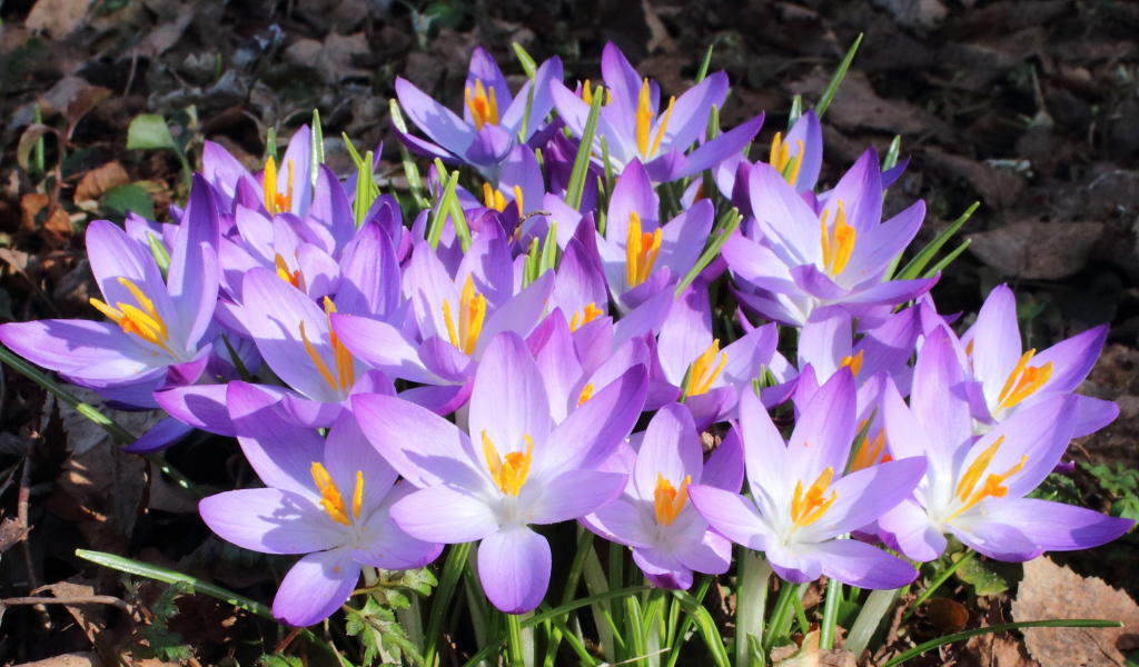 Весенние крокусы на поляне