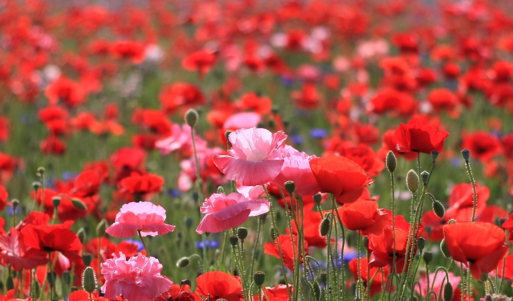 Весеннее поле цветов мака