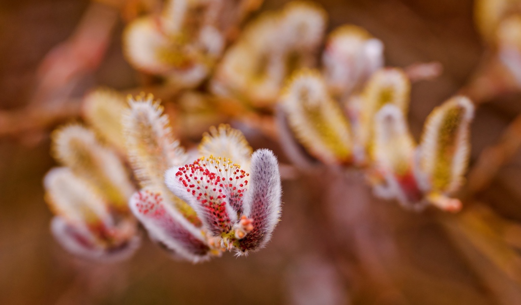 Весенние цветы