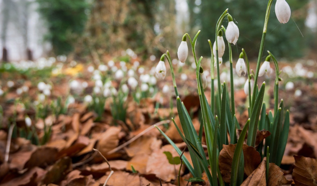 Весенние цветы