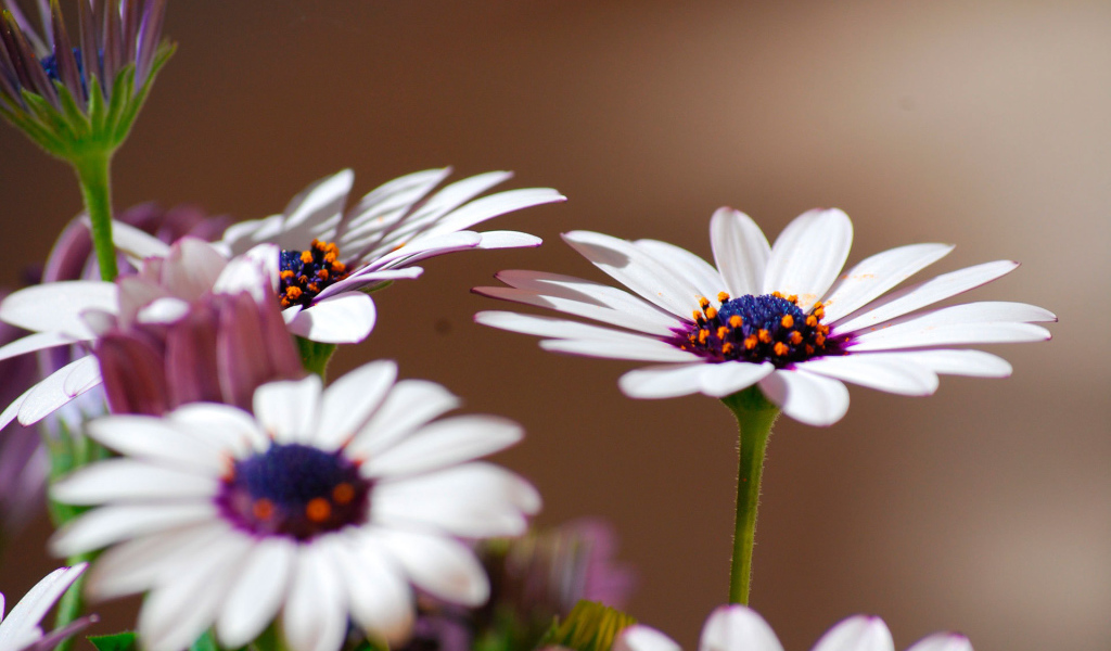 Весенние цветы маргаритки на поляне