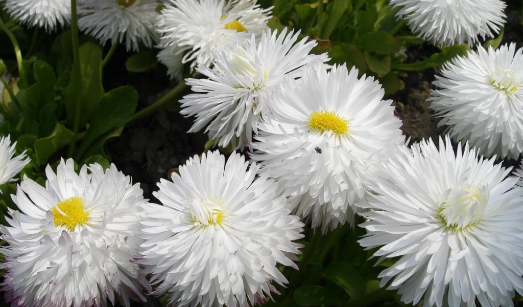 Весенние цветы маргаритки на лужайке