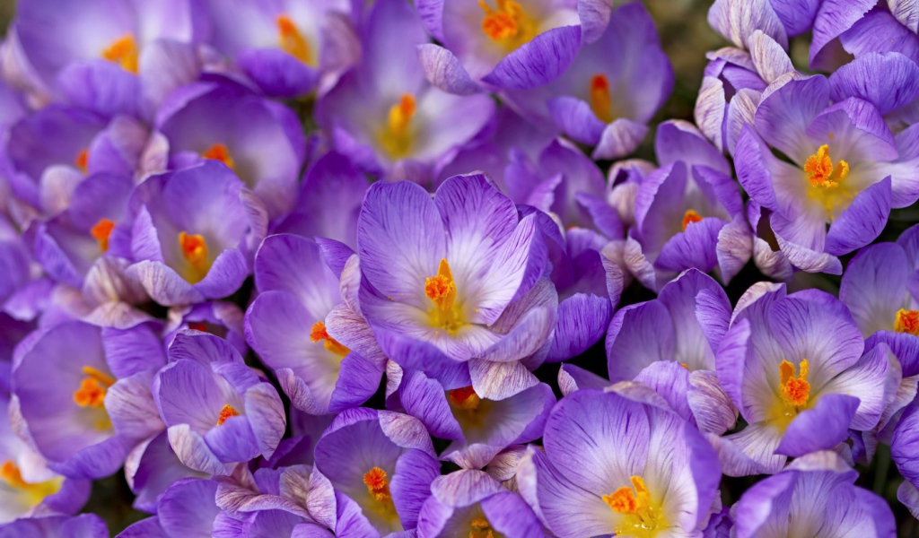 Весенние цветы шафран в саду