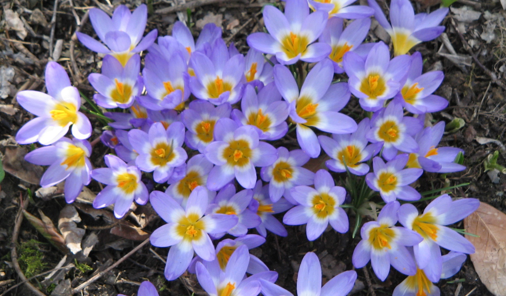 Весенние цветы шафран на поляне